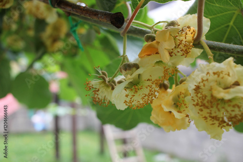 tiny white kiwi flowers in spring