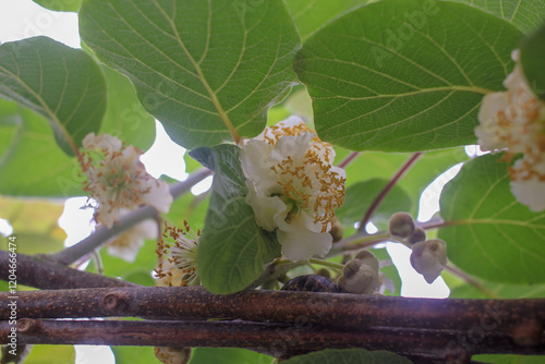 springtime magic with kiwi flowers