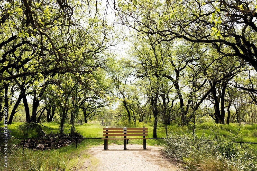 A solitary park bench placed invitingly under a canopy of vibrant green, springtime trees in a lush wooded area, perfect for peaceful relaxation and nature enjoyment.
A solitary park bench placed invitingly under a canopy of vibrant green, springtime trees in a lush wooded area, perfect for peaceful relaxation and nature enjoyment.