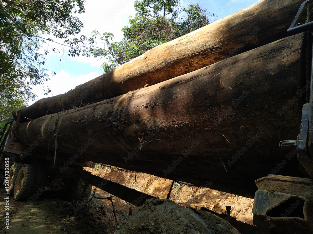Truck Transporting Large Logs in Forest Truck Transporting Large Logs in Forest