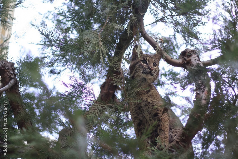Fototapeta premium Bobcat perched alertly in a lush tree, capturing the essence of wildlife stealth and beauty in a natural setting 