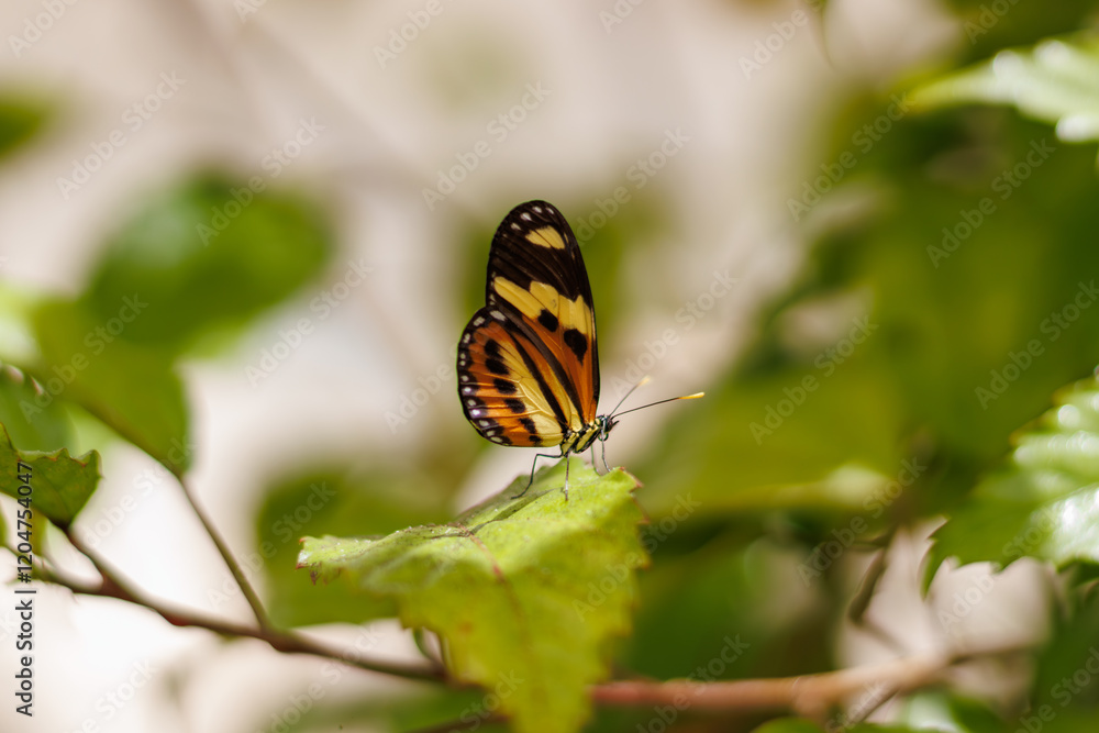 borboleta no borboletario do caldas em Barbalha, CE borboleta no borboletario do caldas em Barbalha, CE