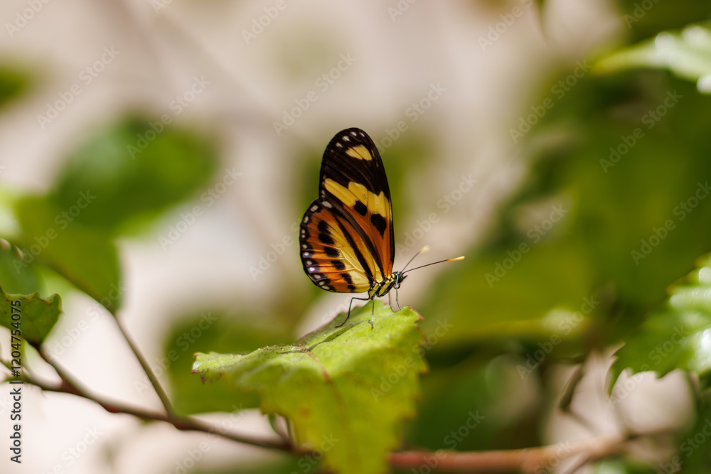 borboleta no borboletario do caldas em Barbalha, CE borboleta no borboletario do caldas em Barbalha, CE