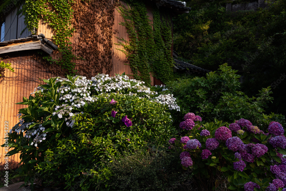 Fototapeta premium 廃屋の前で美しく咲き誇る紫陽花 / 山口県大島郡周防大島町沖家室島