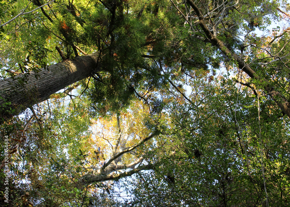 Trees in autumn forest. Natural forest background.