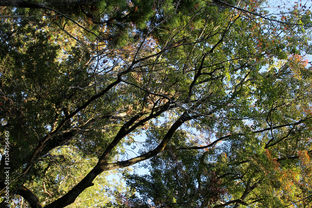 Fototapeta premium Trees in autumn forest. Natural forest background.