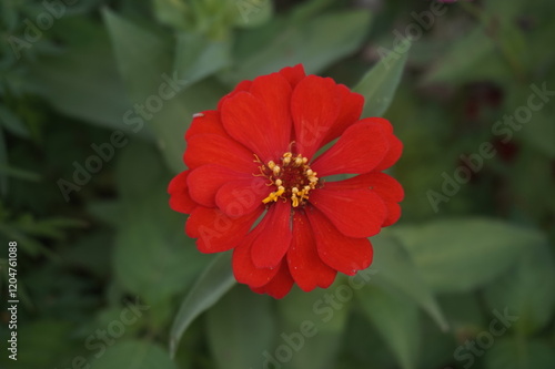 red peruvianzinnia flower on the side of a village road