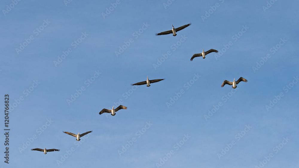 flock of pelicans in flight flock of pelicans in flight