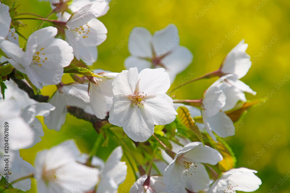 桜と菜の花・大河津分水の桜並木(新潟県・燕市) 桜と菜の花・大河津分水の桜並木(新潟県・燕市)