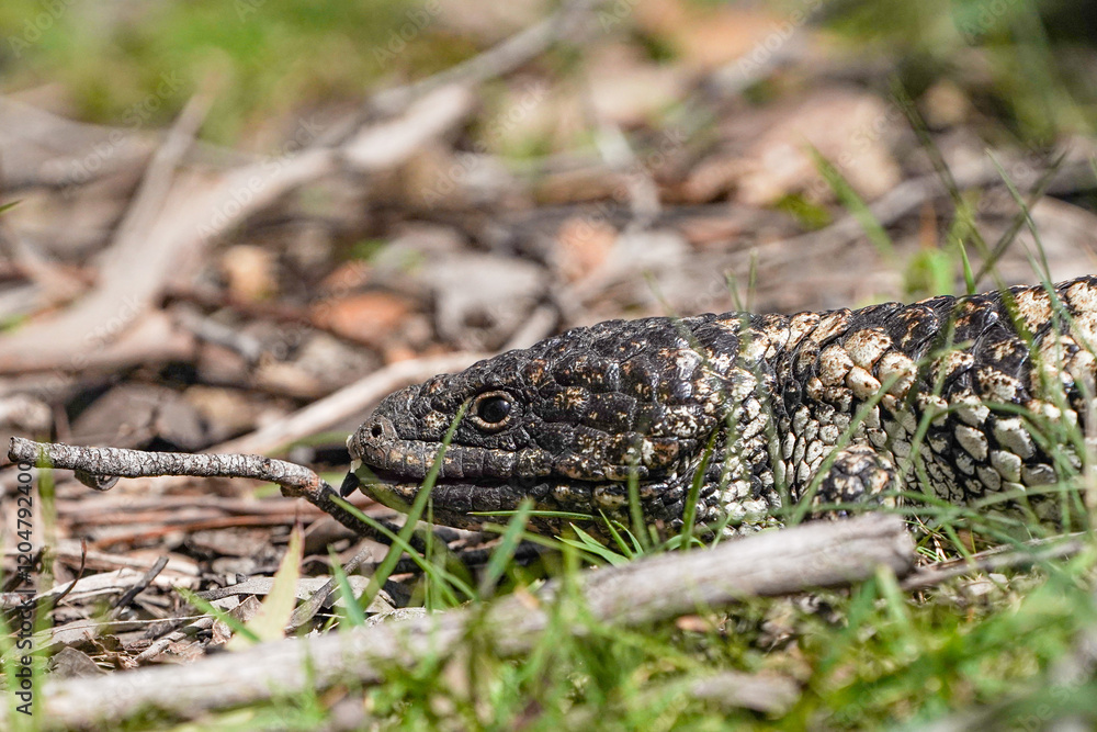 Close up of a Shingleback Lizard Head Close up of a Shingleback Lizard Head