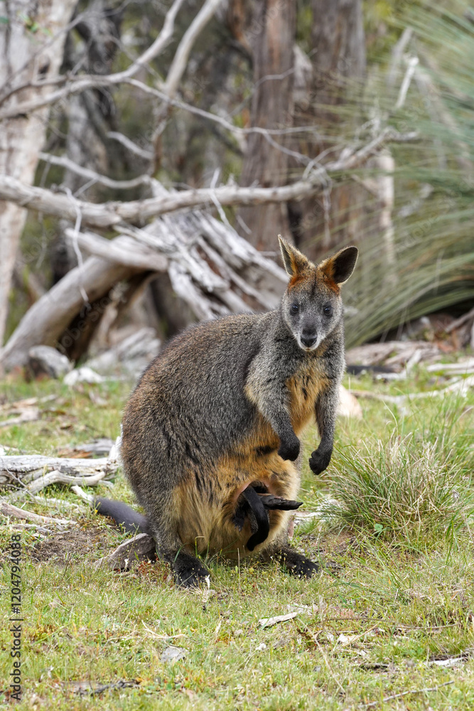 Naklejka premium Wild Wallaby Grazing on Grass in a Natural Forest Clearing