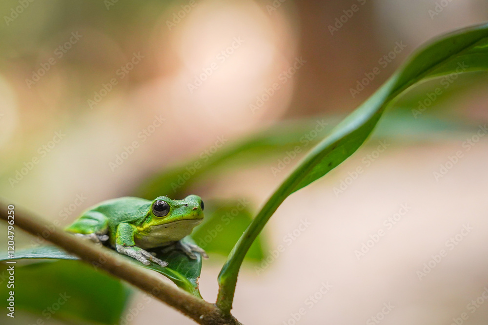 Green Tree Frog Resting on a Branch with Blurred Tropical Background Green Tree Frog Resting on a Branch with Blurred Tropical Background