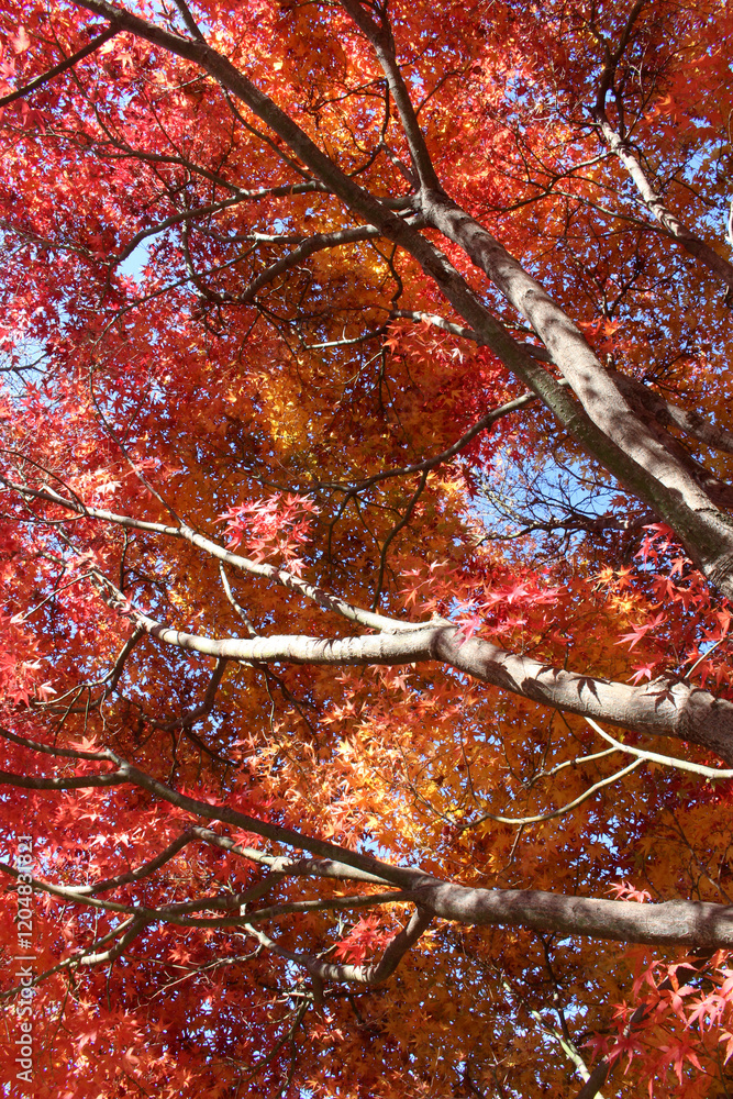 Beautiful red, yellow and orange leaves of Acer Palmatum, Japanese Maple tree in autumn. Trees with bright foliage in fall. Colorful foliage against the blue sky background. Beautiful red, yellow and orange leaves of Acer Palmatum, Japanese Maple tree in autumn. Trees with bright foliage in fall. Colorful foliage against the blue sky background.