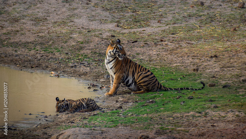 Canvas Print Wildlife of Madhya Pradesh