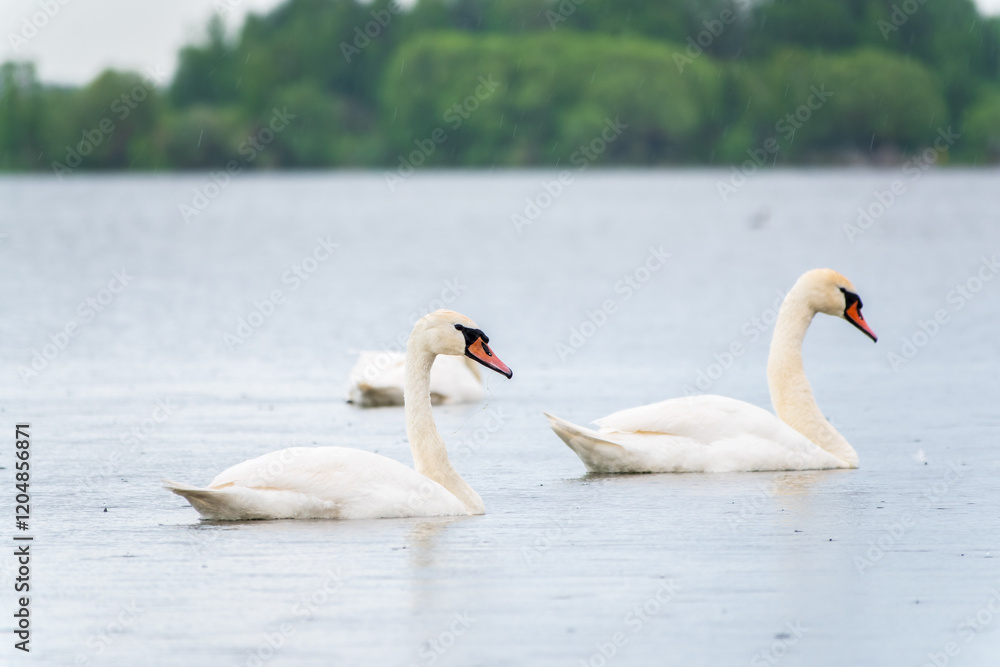 Three graceful white swans swims in the lake, swans in the wild. Three graceful white swans swims in the lake, swans in the wild.