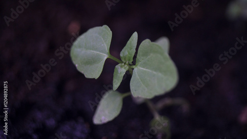 A photograph of a saltbush plant. photo