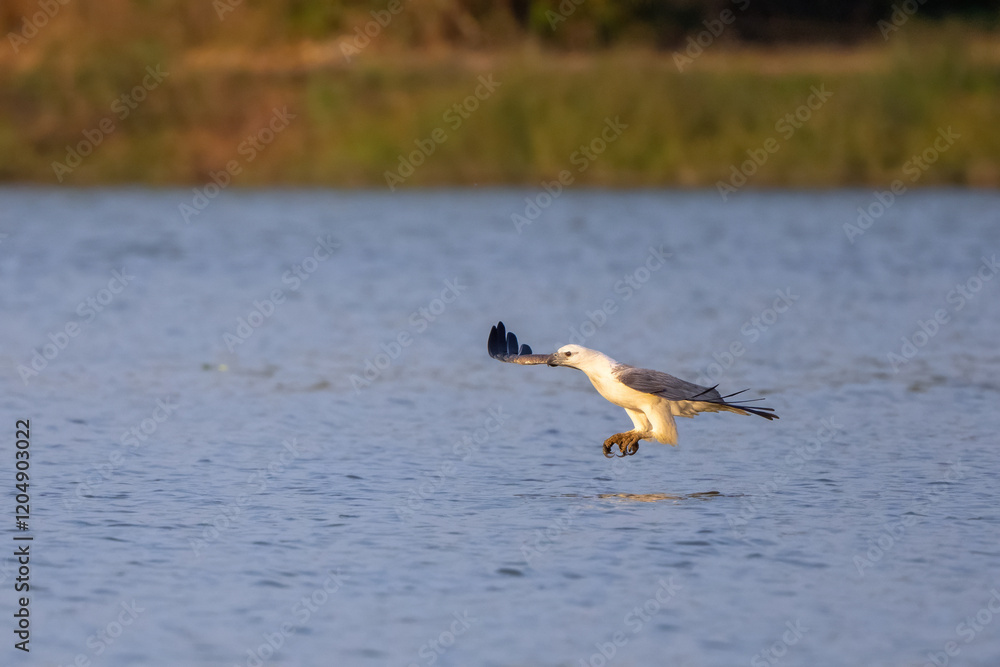 The White-bellied Fish-Eagle hunt the fish in nature of Thailand The White-bellied Fish-Eagle hunt the fish in nature of Thailand