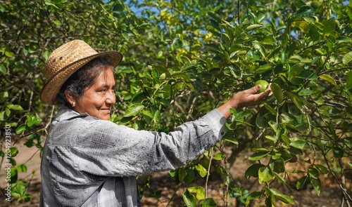 Latin american farmer harvesting organic lemons in sustainable farm