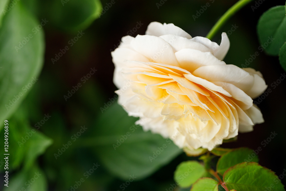 Fototapeta premium Yellow beautiful blooming rose in garden. Selective focus.