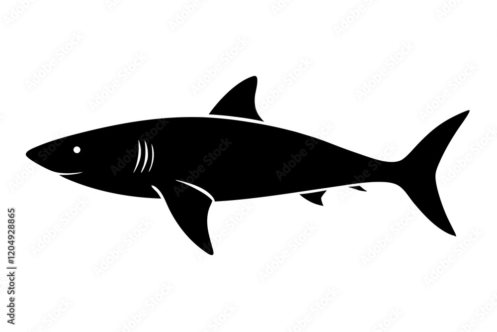 shark illustration shark illustration