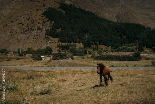 A domestic brown horse grazes in a mountain field. The horse is tied up. Mountain landscape and road in the background photo