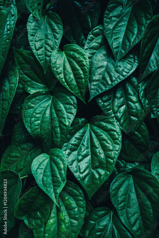 Fototapeta premium abstract tropical leaf textures on dark tone, natural green background.