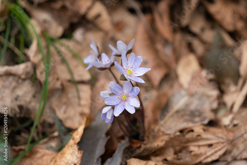 野山に咲く春を彩る雪割草の花 photo