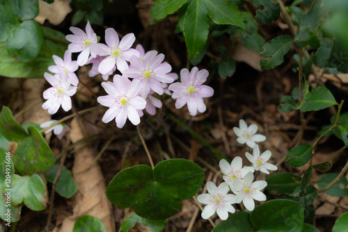 野山に咲く春を彩る雪割草の花 photo