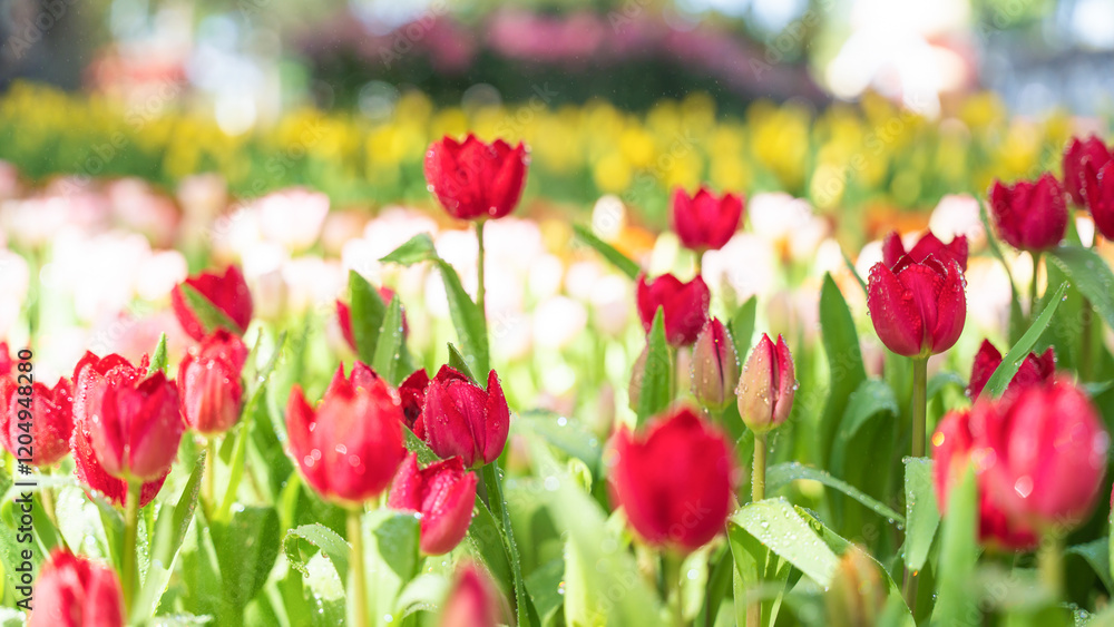 Fototapeta premium Blooming red tulip flowers with water drop in the garden