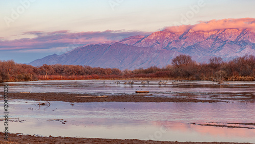 Sandhill cranes at Rio Grande, Albuquerque, New Mexico
