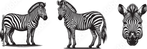 zebra vector illustration
