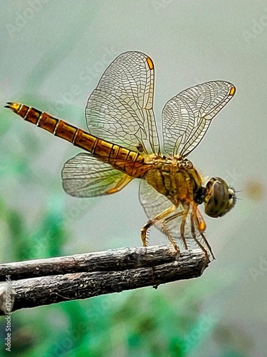 Close-up of a dragonfly on a branch with detailed wings and eyes photo