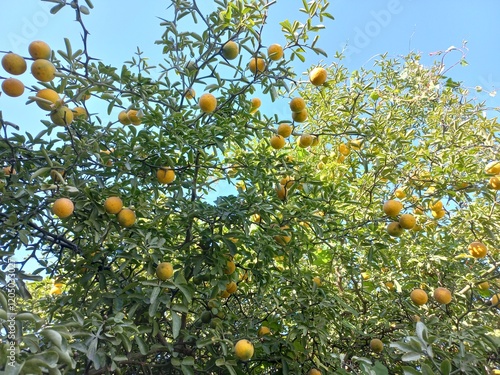trifoliate orange tree