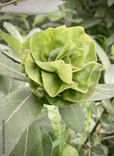 Deformed willow tree sapling leaves look like green rose
