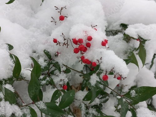 snow on the red fruit photo