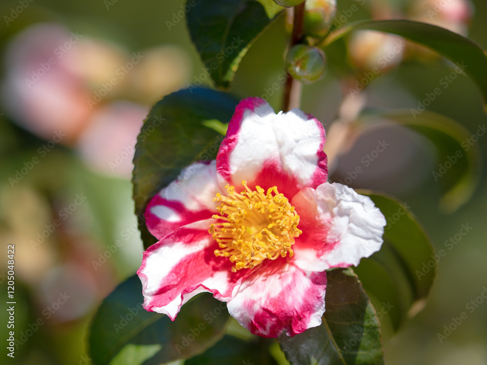 Fototapeta premium ハルサザンカ 蜀江錦