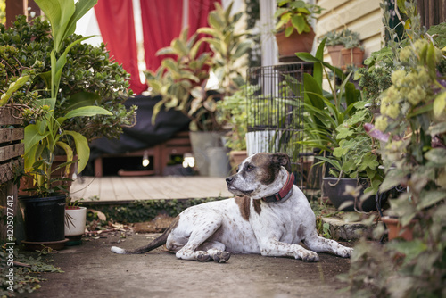 Mixed breed dog sitting on front porch of house surrounded by plants photo