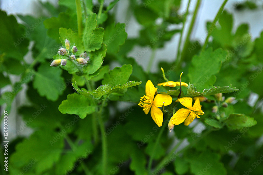 Obraz premium Chelidonium majus flowers blooming in spring day