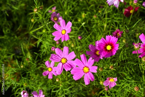purple garden cosmos flower in the garden