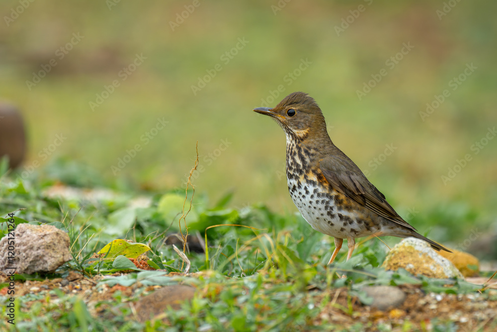 Japanese thrush female on the ground in Taiwan Japanese thrush female on the ground in Taiwan