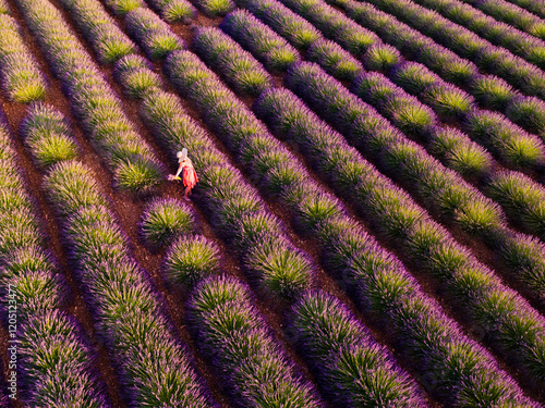 Aerial view of woman in a lavender field in summer, Provence, France photo