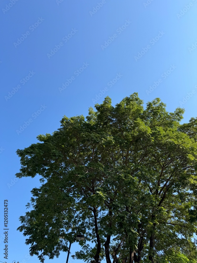 A big tree with blue sky