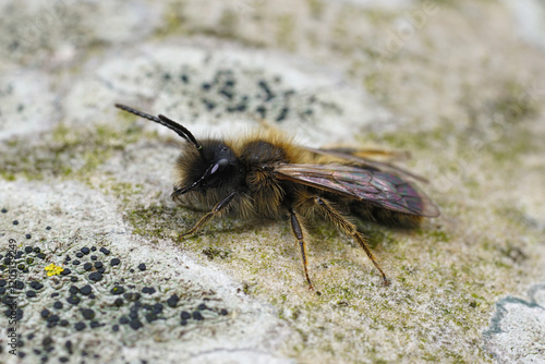 Closeup on a male Large Sallow Mining Bee, Andrena apicata sitting on the trunk of a tree photo