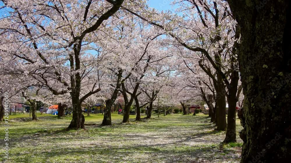 村松公園の桜(新潟県・五泉市) 村松公園の桜(新潟県・五泉市)