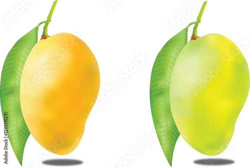 Realistic Ripe And Green Mango Vector Illustration 