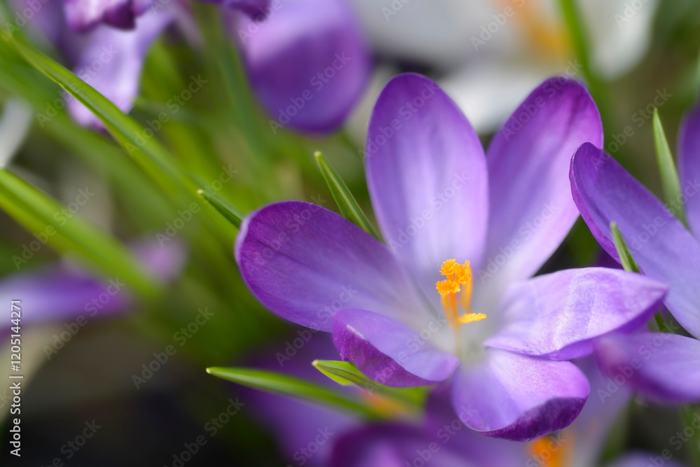 Fototapeta premium Crocus Ruby Giant flower