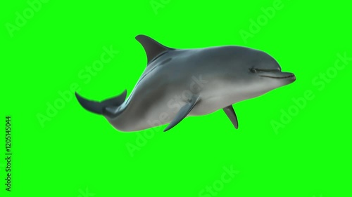 Isolated bottlenose dolphin swimming in a seamless loop, captured from a frontal view on a green screen. Perfect for customizable backgrounds in marine, ocean, and wildlife projects
