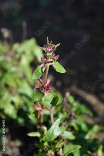 Common Selfheal flower buds photo