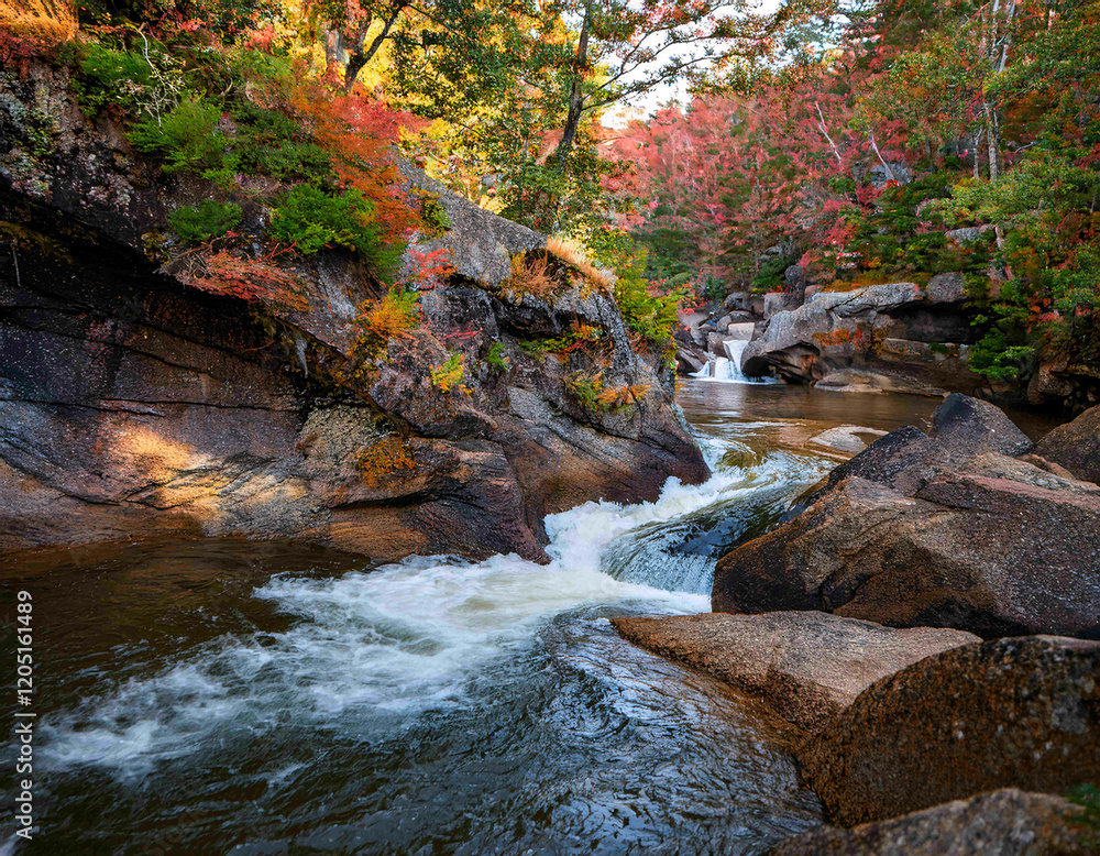 River winds through a tranquil forest, its waters gently flowing over smooth stones River winds through a tranquil forest, its waters gently flowing over smooth stones