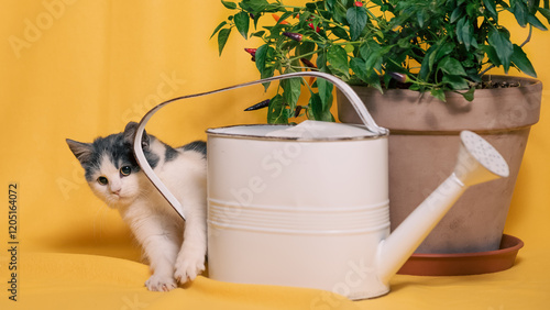 indoor floriculture a gray-white kitten playing next to a metal watering can and a flower pot with a decorative pepper plant on a bright yellow background photo